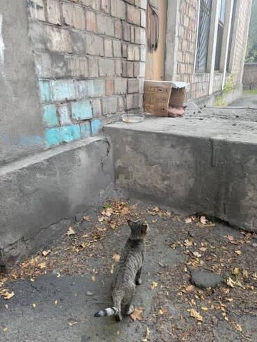 Отдам даром кошку: Кошка даром: Беспородная, Девочка — 8