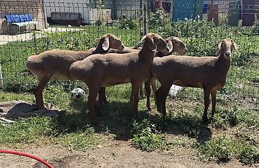 Продаю | Ягненок | Арашан | На забой — 3