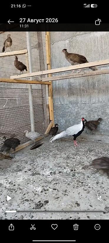 фазан: Фазаны румынские и охотничий декоративных пород - Вольерное — 1