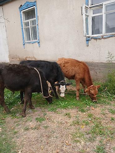 Продам с/х животных: Продаю | Музоо, торпок | На откорм, Для разведения | Искусственник — 1