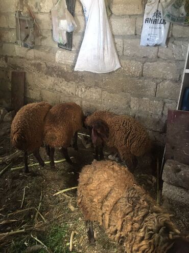 Erkək, Qala, il: 6, Ətlik, Ünvandan götürmə
