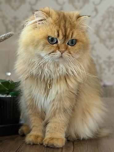 Pişiklər: Britan, Erkək — 17