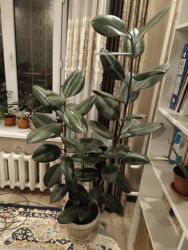 картинки для дома: Үй жана бакча үчүн декор