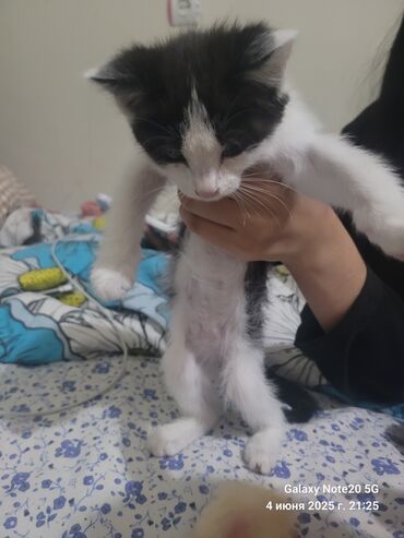 отдам в хорошие руки породистых котят: Кошка даром: Беспородная, 3 месяца, Девочка