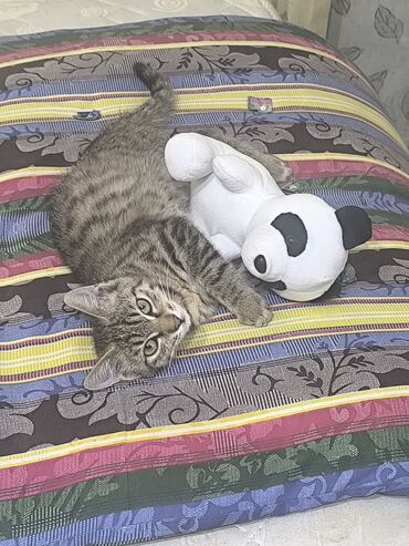 приют для котят бишкек: 8 айлык, Ургаачы, Боз