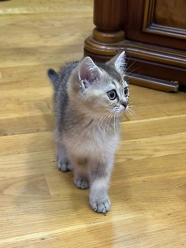 Животные: Шотландская — 6