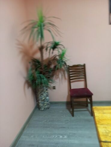 Restoran, kafelər: Tecili Heyder Eliyev prospektinde Wefa stadiondan uzu Korogluya esas — 12