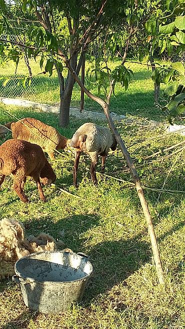 Mal-qara: Qoyunlar – yerli ətlik sürü - Növ: yerli ətlik qoyunlar (kuyruqlu — 7