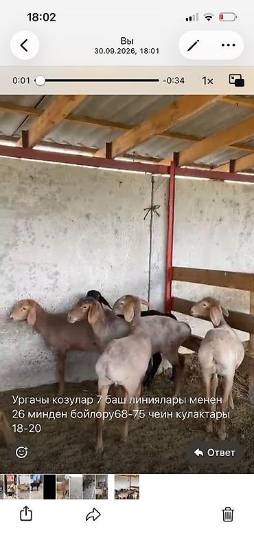 А/ч жаныбарларын сатам: Сатам | Козу | Көбөйтүү үчүн — 5