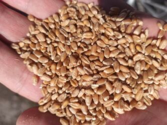 объявления о найденных животных: Продаю .Пщеница Ячмень . Россыпью и в мешках, Россия в больших