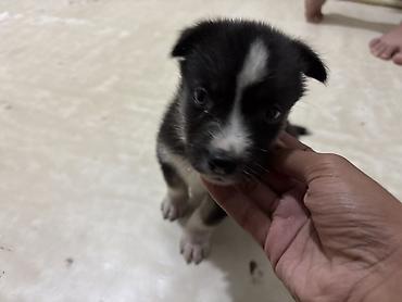 itle barter: 1 ay, Erkək — 2