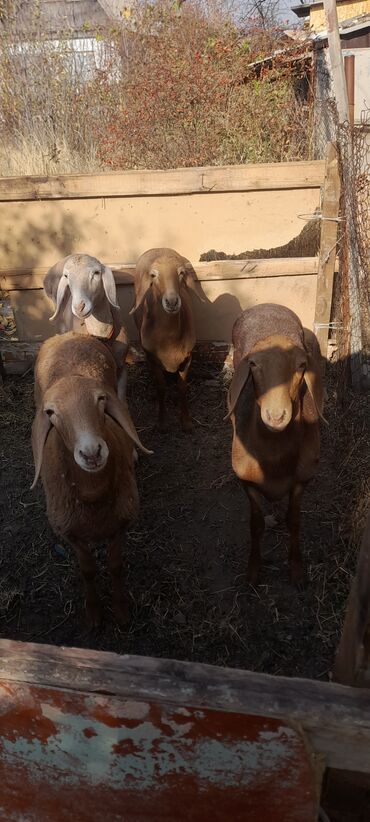 продаю музоо торпок корова самка бык самец айрширская ангус алатауская на забой для разведения на откорм племенные нетель привязанные: Продаю | Овца (самка), Баран (самец) | Арашан | Для разведения | Ярка