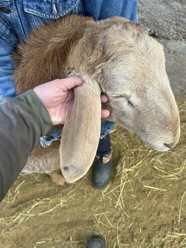 Бараны, овцы: Продаю | Ягненок | Арашан | Для разведения — 8