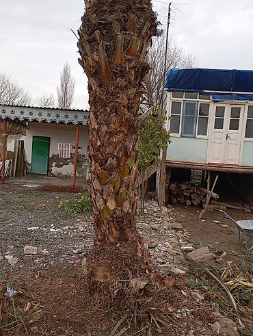 guldəfnə bitkisi: Xurma (xurma xurması) palm ağacı - Növ: Xurma palmı (Phoenix — 3