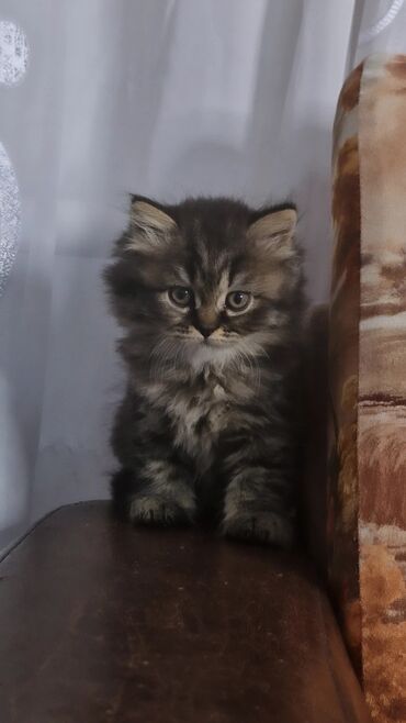 переноска для кота бишкек: Продаётся чистокровный котёнок породы шотландский хайленд-страйт
