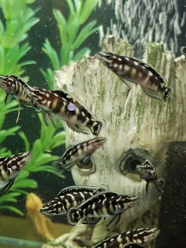 Рыбы: Цихлиды-подростки оптом! - бирюзовая акара - голубой дельфин - — 14