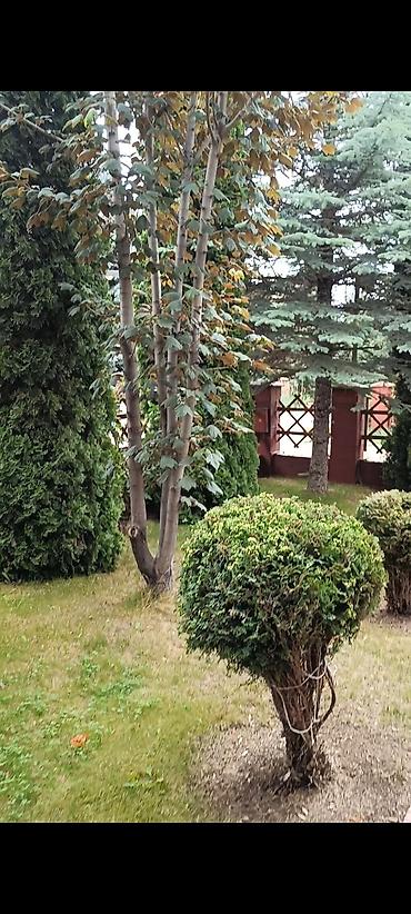 Иссык-Куль 2026: Коттедж, КОТТЕДЖ ЦО Ак Марал, Бает, Детская площадка, Парковка, стоянка, Охраняемая территория — 22