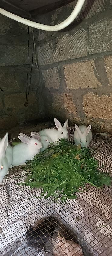 kiçik heyvanlar: Dovşanlar.
Böyüklər 7azn.
Kiçiklər 5azn — 2