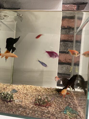 Akvarium, balıqlarla birlikdə satılır 120 AZN. Ödənişli çatdırılma ilə