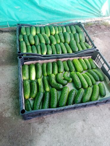 куплю лук репчатый оптом: Огурцы