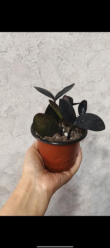 долларовый цветок: Замиокулькас (ZZ plant) в горшках,сорт Зэнзи и сорт Raven (черный) — 4