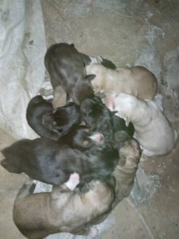 служба доставки колибри бишкек: Здравствуйте братья Продаётся щенки кубинского пидбуля