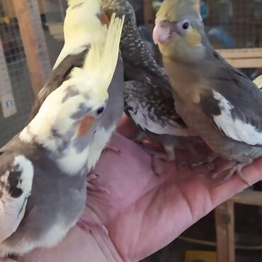 Tutuquşları: Diqqet quslarin altinin ve yerinin temizliyine fikir verin — 20