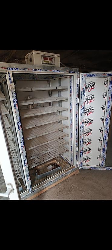 uzun tuk pişik: 2810 yumurta tutumlu, tam avtomatik inkubator satılır.Yumurta — 3
