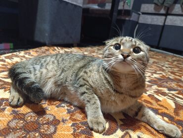 бурманская кошка: Продаю вислоухую кошку, возраст 1 год!!!даром отдаю!!!так как уезжаем