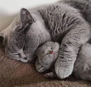 Pişiklər: Britan, Dişi, Erkək, Ünvandan götürmə — 15