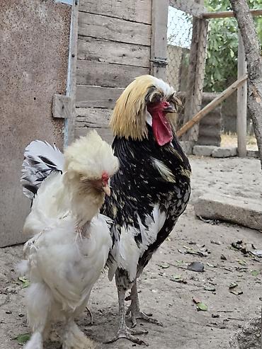 cücə və xoruz: Toyuq, Damazlıq — 1