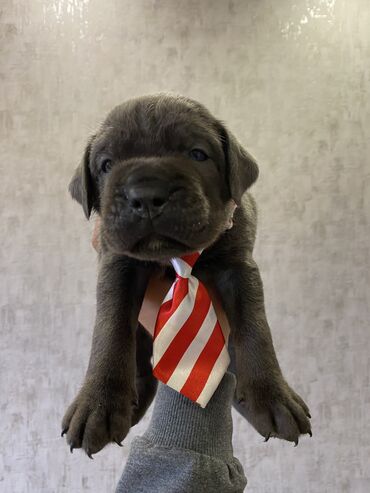 İtlər: Kane-Korso, 2 ay, Erkek, Sənədli, Pulsuz çatdırılma, Ödənişli çatdırılma — 18