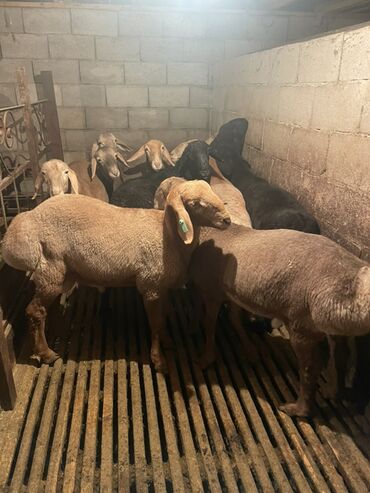 Бараны, овцы: Продаю | Ягненок, Баран (самец) | Полукровка | На забой | Осеменитель, Племенные — 5