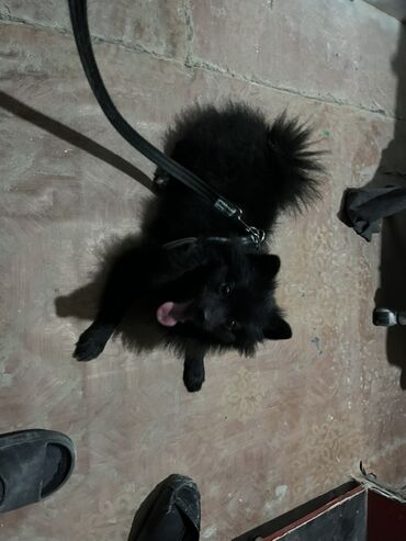 померанский шпиц купить: Шпиц