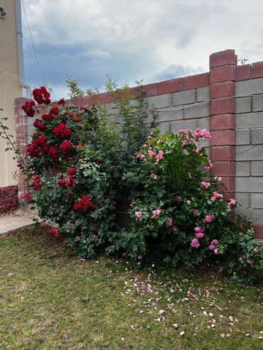 Отели и хостелы: Иссык куль 📍Продается действующий бизнес, минипансионат с мебелью и — 6