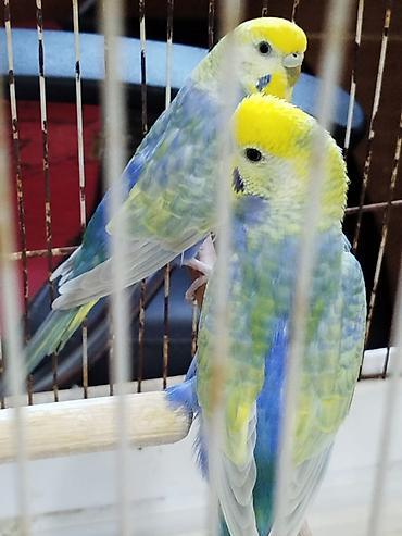 yuva: Hazir cüt rainbow satilir, qefes, aqilli yem qabi, folluqlu yuva — 1