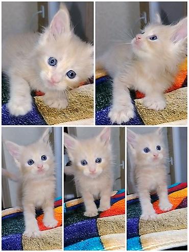 фенек цена: Мейн-кун, 1 месяц, Девочка, Приучена к лотку — 1