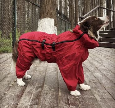 домик для собаки уличный: Комбинезон-дождевик для собаки Asmpet Одевали несколько раз. Не