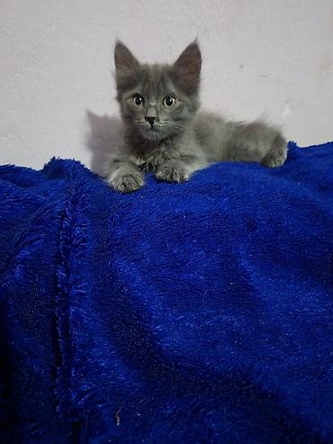 дом для котят: Отдаю котят в добрые руки 1 мальчик звать Кексик возраст четвёртый — 7