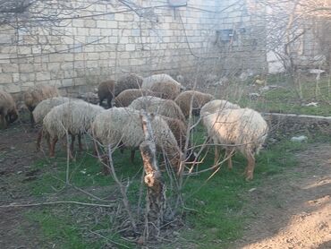 Qoyunlar, qoçlar: Məhsul: Qoyun sürüsü ana bala heyvanlardlr.icinde qocda var.hamlsl — 9