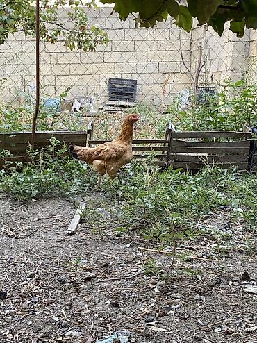 xoruzu: Xoruz, Heyratı, il: 1, Ünvandan götürmə, Ödənişli çatdırılma — 2