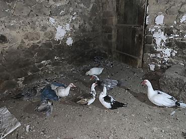 balaca it səkilləri: Musk ördəkləri (indo duck) – müxtəlif rənglərin qarışığında sürü — 3