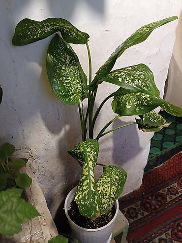 Диффенбахии: Диффенбахия и денежное дерево (толстянка) в горшках Что предлагается — 1