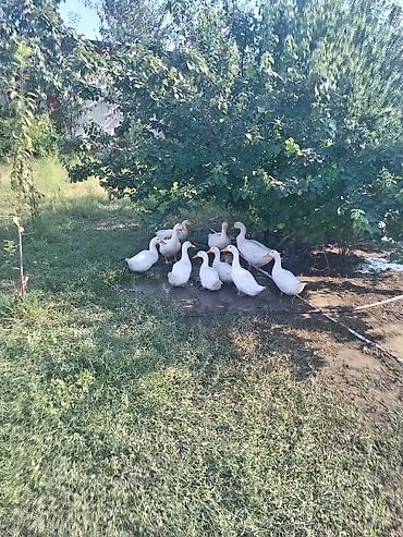 ev quşlari haqqinda melumat: Ağ ördəklər – təsərrüfat üçün quşlar - Növ: ağ ev ördəkləri — 3