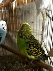 Tutuquşları: 8 ədəddir 4 dişi 4 erkək tək olan yoxdu hamısı cütdü — 7