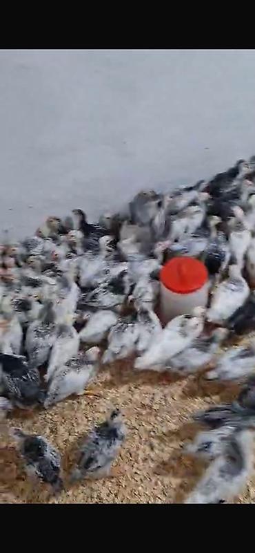 kend cuceleri: Toyuq cücələri, Damazlıq — 3