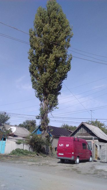 Спил деревьев, заготовка дров: Спилить дерево! Нет проблем. Очистить от разросшихся кустарников и at lalafo.kg — 2 Спил деревьев, заготовка дров: Спилить дерево! Нет проблем. Очистить от разросшихся кустарников и — 2
