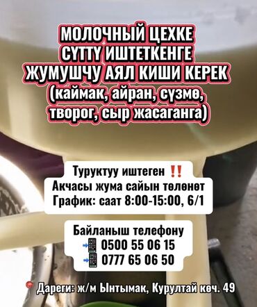 работу посудомойщицы: ТЕЗ АРАДА МОЛОЧНЫЙ ЦЕХКЕ СҮТТҮ ИШТЕТКЕНГЕ ЖУМУШЧУ АЯЛ КИШИ КЕРЕК ‼️