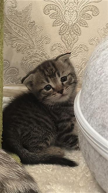 Продажа кошек: Можно забронировать котят😻😽♥️ Возраст 2 месяца🥰 еще сосут мамку — 8