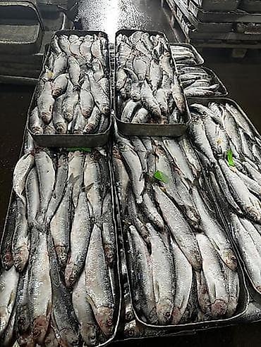продаю кукуруз: Сельдь мороженая, неразделанная, промышленная фасовка - Вид — 1